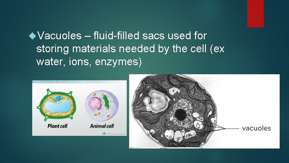  Vacuoles – fluid-filled sacs used for storing materials needed by the cell (ex