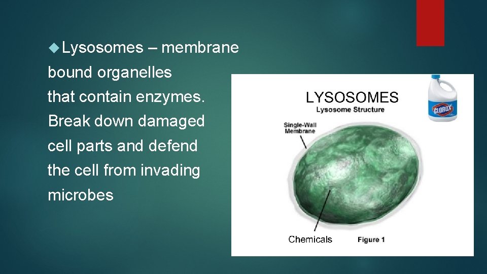  Lysosomes – membrane bound organelles that contain enzymes. Break down damaged cell parts
