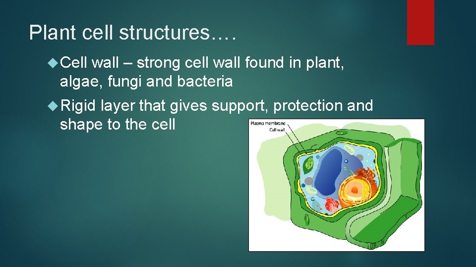 Plant cell structures…. Cell wall – strong cell wall found in plant, algae, fungi