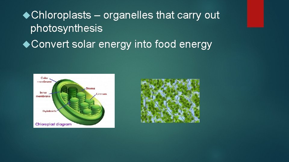  Chloroplasts – organelles that carry out photosynthesis Convert solar energy into food energy