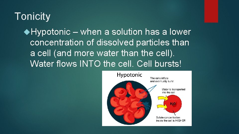 Tonicity Hypotonic – when a solution has a lower concentration of dissolved particles than