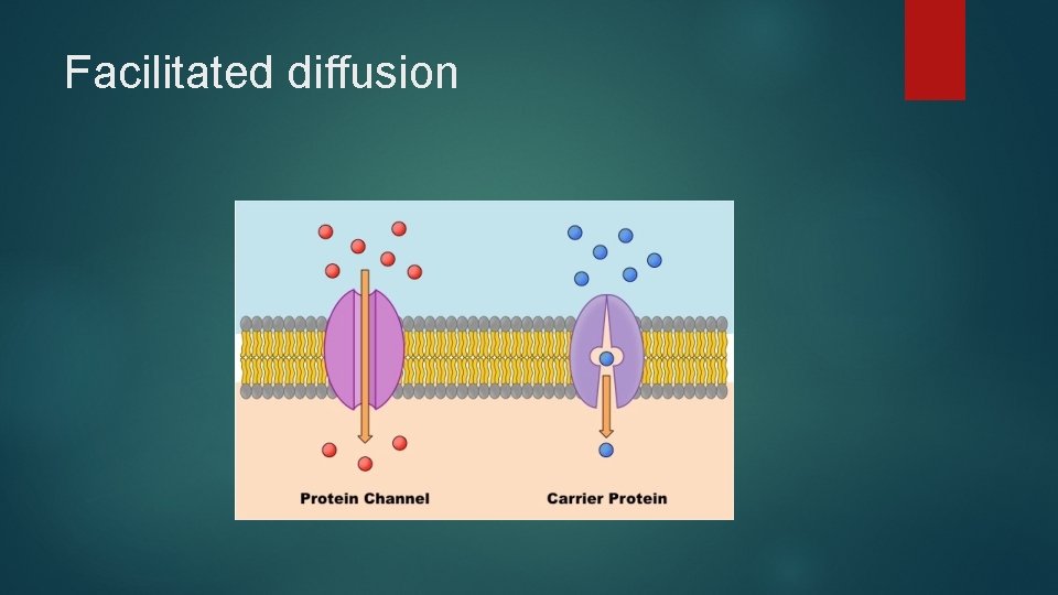 Facilitated diffusion 