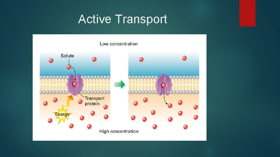 Active Transport 