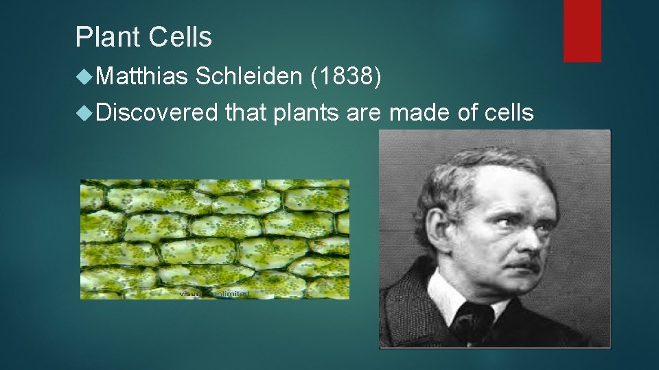 Plant Cells Matthias Schleiden (1838) Discovered that plants are made of cells 