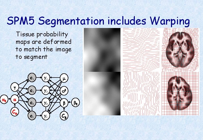 SPM 5 Segmentation includes Warping Tissue probability maps are deformed to match the image