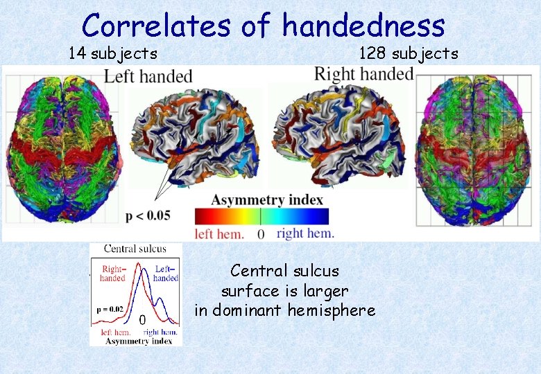 Correlates of handedness 14 subjects 128 subjects Central sulcus surface is larger in dominant