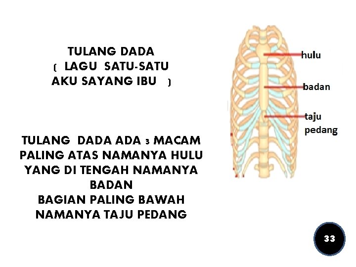 TULANG DADA ( LAGU SATU-SATU AKU SAYANG IBU ) TULANG DADA 3 MACAM PALING