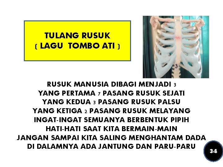 TULANG RUSUK ( LAGU TOMBO ATI ) RUSUK MANUSIA DIBAGI MENJADI 3 YANG PERTAMA