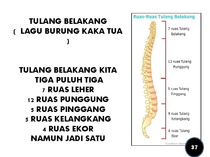 TULANG BELAKANG ( LAGU BURUNG KAKA TUA ) TULANG BELAKANG KITA TIGA PULUH TIGA