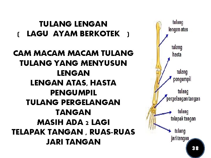 TULANG LENGAN ( LAGU AYAM BERKOTEK ) CAM MACAM TULANG YANG MENYUSUN LENGAN ATAS,