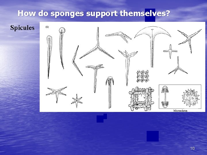 How do sponges support themselves? Spicules 10 