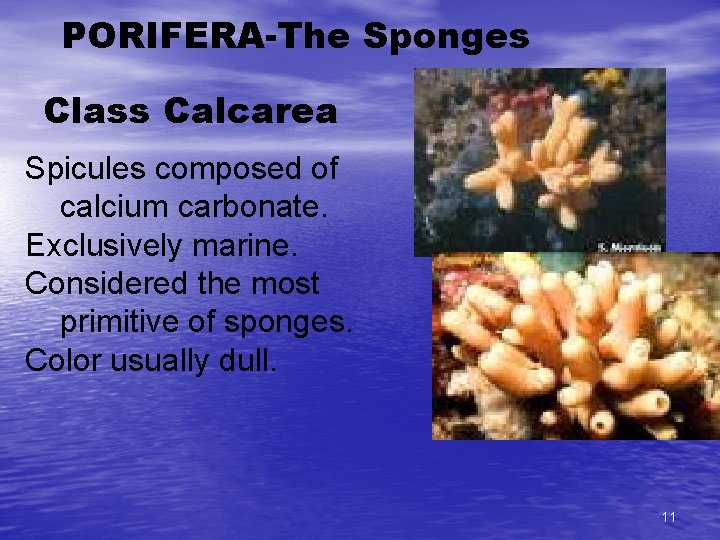 PORIFERA-The Sponges Class Calcarea Spicules composed of calcium carbonate. Exclusively marine. Considered the most