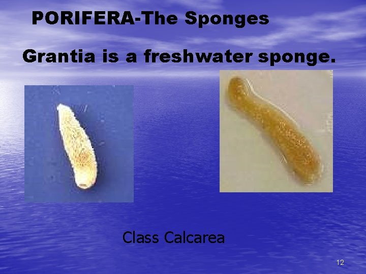 PORIFERA-The Sponges Grantia is a freshwater sponge. Class Calcarea 12 