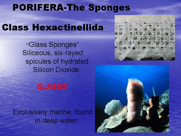 PORIFERA-The Sponges Class Hexactinellida “Glass Sponges” Siliceous, six-rayed spicules of hydrated Silicon Dioxide. GLASS!!!