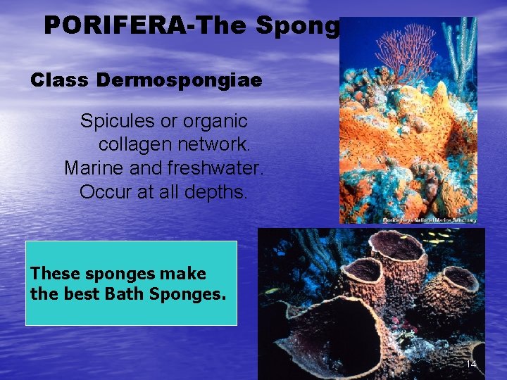 PORIFERA-The Sponges Class Dermospongiae Spicules or organic collagen network. Marine and freshwater. Occur at