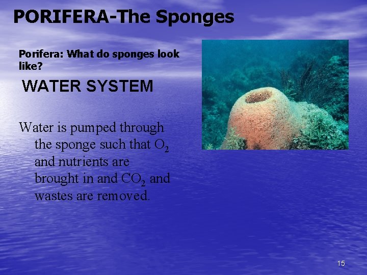 PORIFERA-The Sponges Porifera: What do sponges look like? WATER SYSTEM Water is pumped through