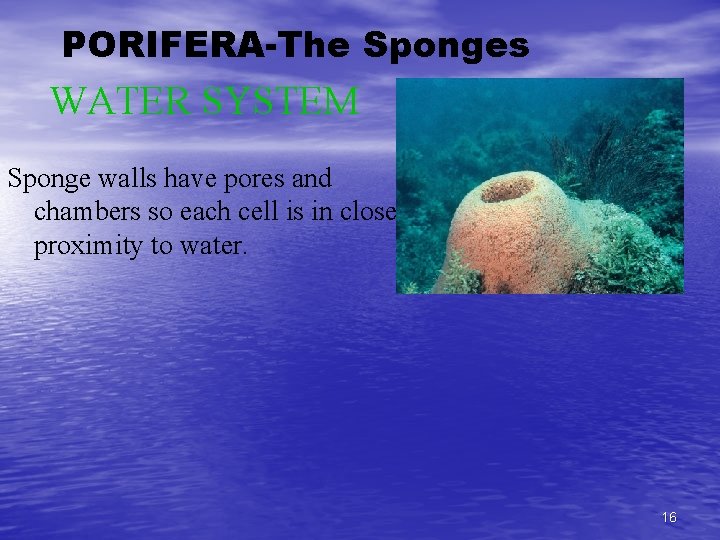 PORIFERA-The Sponges WATER SYSTEM Sponge walls have pores and chambers so each cell is