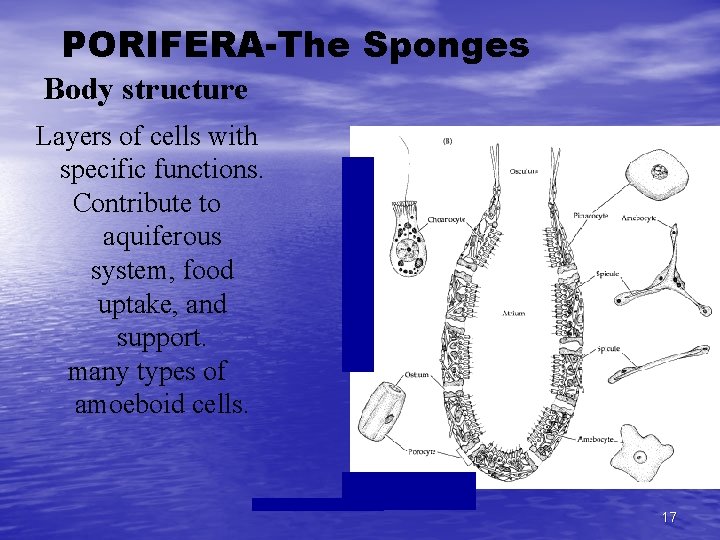 PORIFERA-The Sponges Body structure Layers of cells with specific functions. Contribute to aquiferous system,