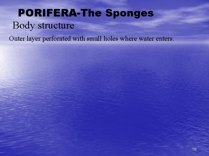 PORIFERA-The Sponges Body structure Outer layer perforated with small holes where water enters. 18