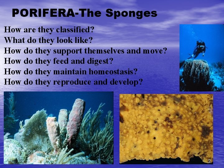 PORIFERA-The Sponges How are they classified? What do they look like? How do they