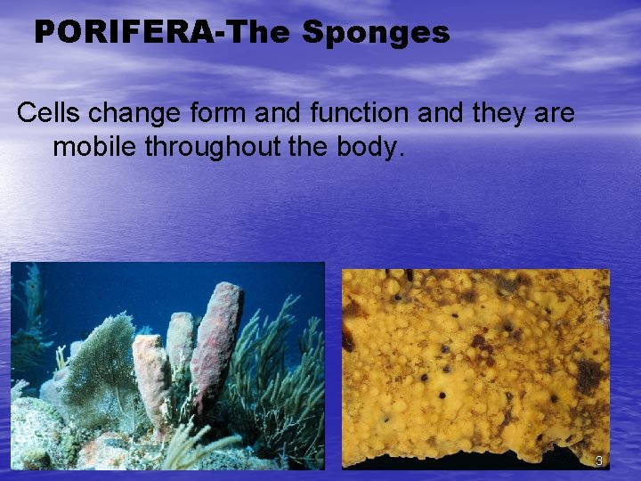 PORIFERA-The Sponges Cells change form and function and they are mobile throughout the body.