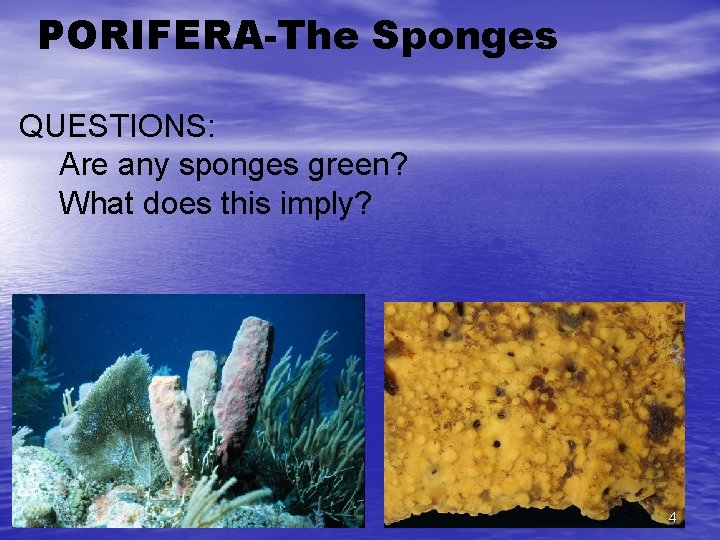 PORIFERA-The Sponges QUESTIONS: Are any sponges green? What does this imply? 4 