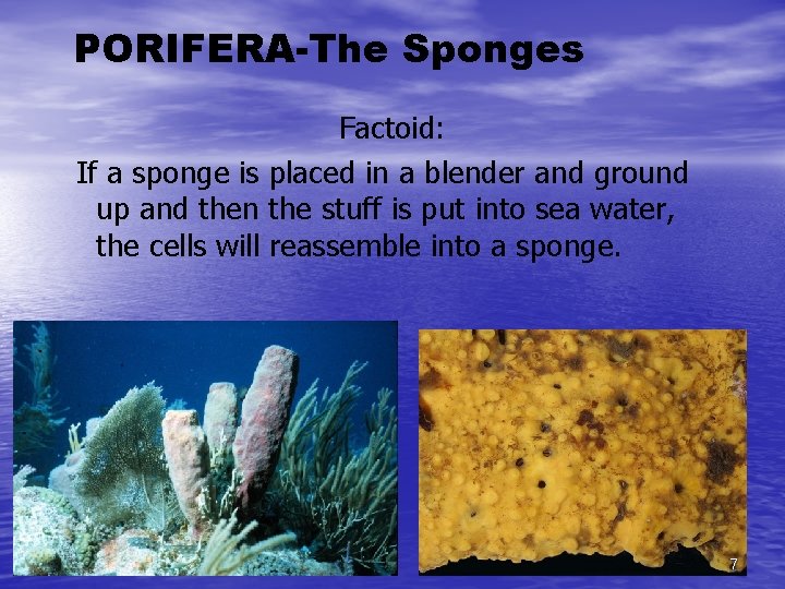 PORIFERA-The Sponges Factoid: If a sponge is placed in a blender and ground up