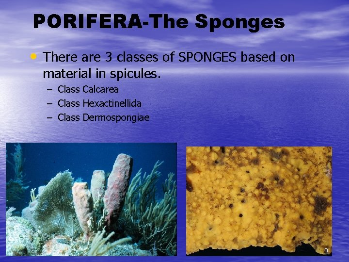 PORIFERA-The Sponges • There are 3 classes of SPONGES based on material in spicules.