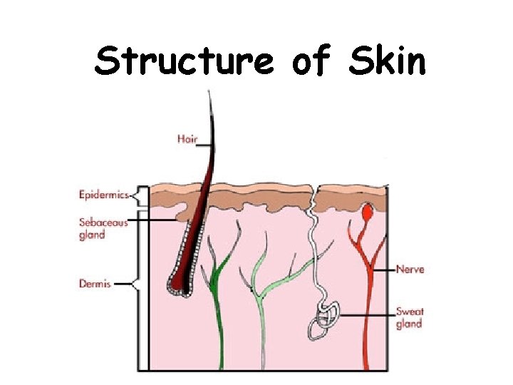 Structure of Skin 