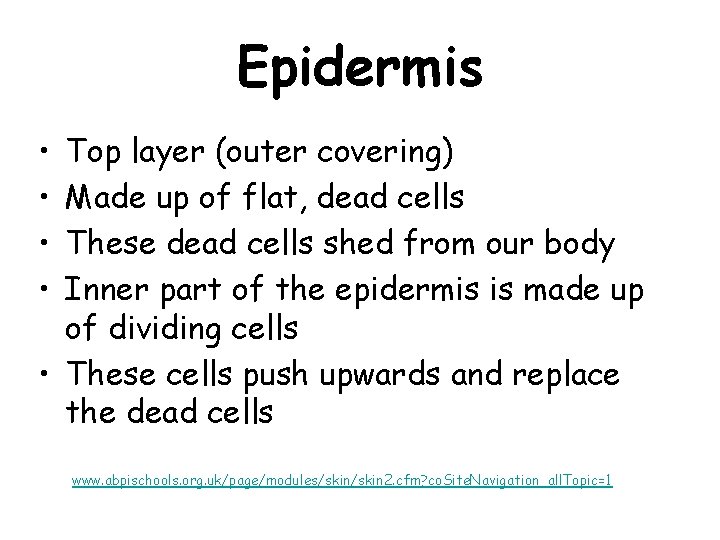 Epidermis • • Top layer (outer covering) Made up of flat, dead cells These