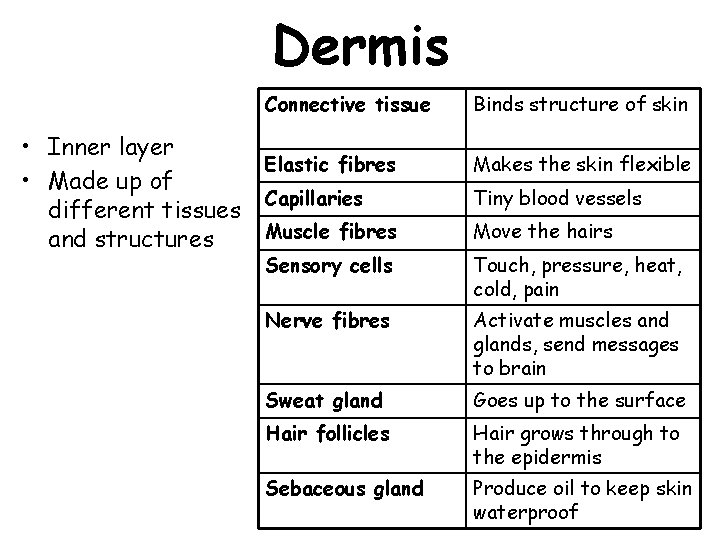 Dermis Connective tissue • Inner layer Elastic fibres • Made up of Capillaries different