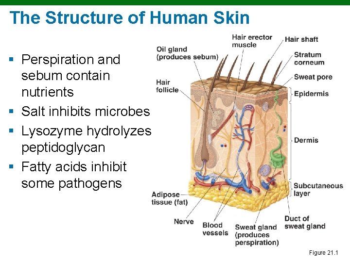 The Structure of Human Skin § Perspiration and sebum contain nutrients § Salt inhibits The Structure of Human Skin § Perspiration and sebum contain nutrients § Salt inhibits