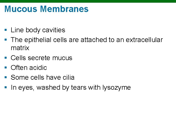 Mucous Membranes § Line body cavities § The epithelial cells are attached to an