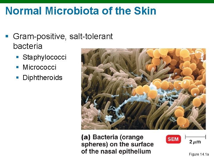 Normal Microbiota of the Skin § Gram-positive, salt-tolerant bacteria § Staphylococci § Micrococci §