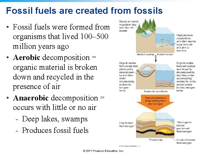 Fossil fuels are created from fossils • Fossil fuels were formed from organisms that
