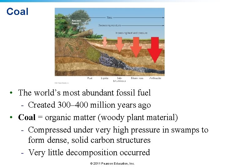 Coal • The world’s most abundant fossil fuel - Created 300– 400 million years