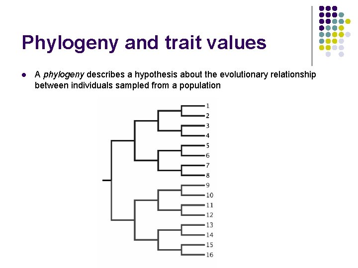 Phylogeny and trait values l A phylogeny describes a hypothesis about the evolutionary relationship