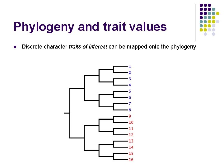 Phylogeny and trait values l Discrete character traits of interest can be mapped onto