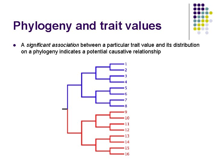 Phylogeny and trait values l A significant association between a particular trait value and