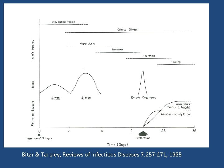 Typhoid Fever Bitar & Tarpley, Reviews of Infectious Diseases 7: 257 -271, 1985 