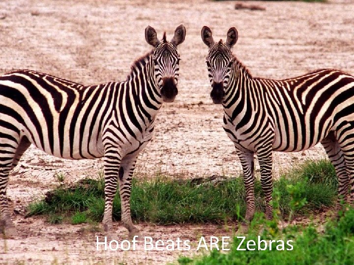 Hoof Beats ARE Zebras 