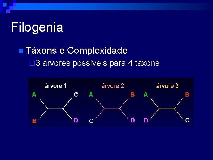 Filogenia n Táxons e Complexidade ¨ 3 árvores possíveis para 4 táxons 