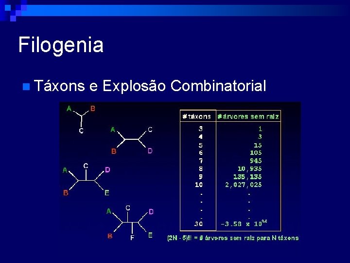 Filogenia n Táxons e Explosão Combinatorial 