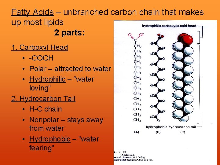 Fatty Acids – unbranched carbon chain that makes up most lipids 2 parts: 1.