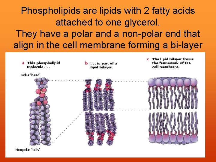 Phospholipids are lipids with 2 fatty acids attached to one glycerol. They have a