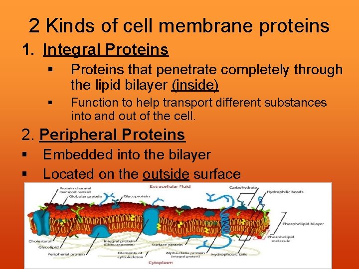2 Kinds of cell membrane proteins 1. Integral Proteins § Proteins that penetrate completely