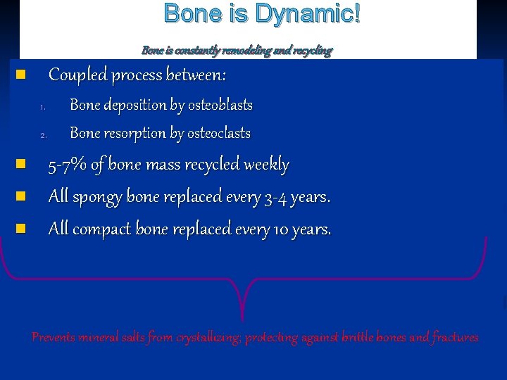 Bone is Dynamic! Bone is constantly remodeling and recycling Coupled process between: n 1.