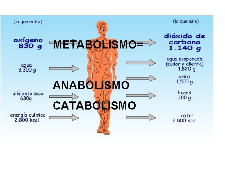 METABOLISMO= ANABOLISMO CATABOLISMO 