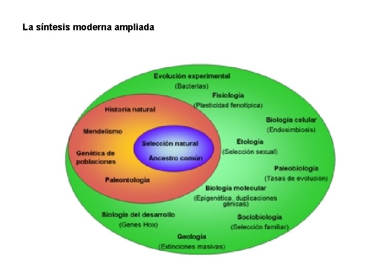 La síntesis moderna ampliada 