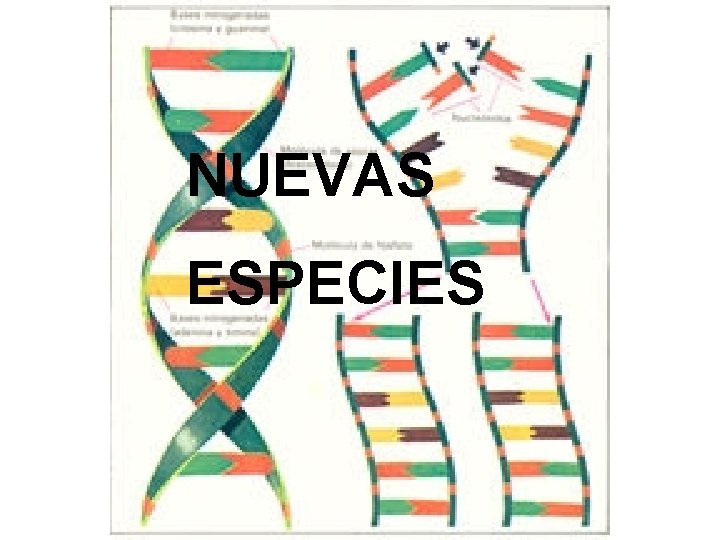 NUEVAS ESPECIES 